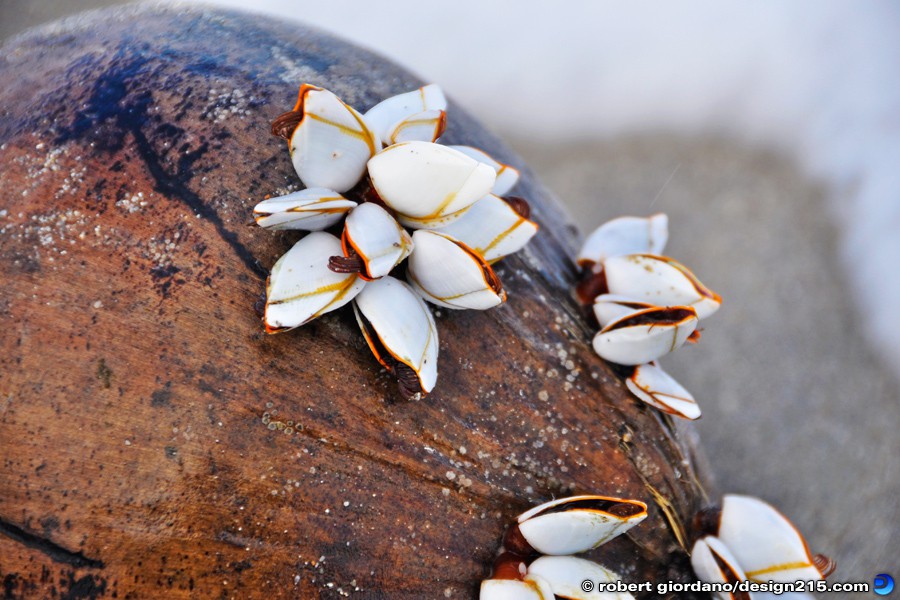Barnacles on a Coconut - Nature Photography