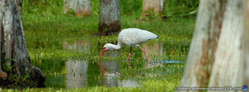 Free Facebook Cover Photos - White Ibis
