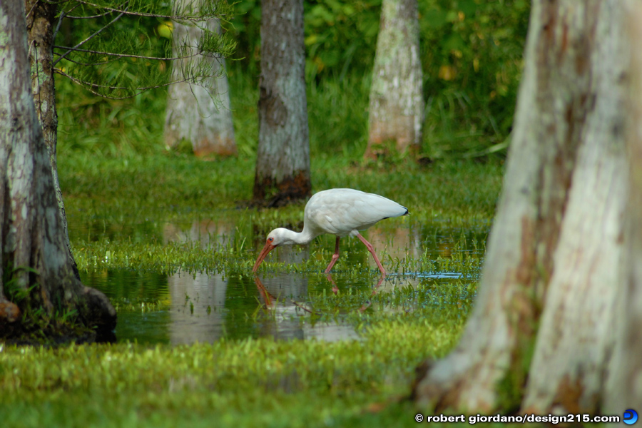 Nature Photography - White Ibis, Fishing