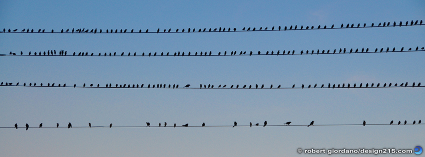 FREE Facebook Cover Photos - Birds on Wires