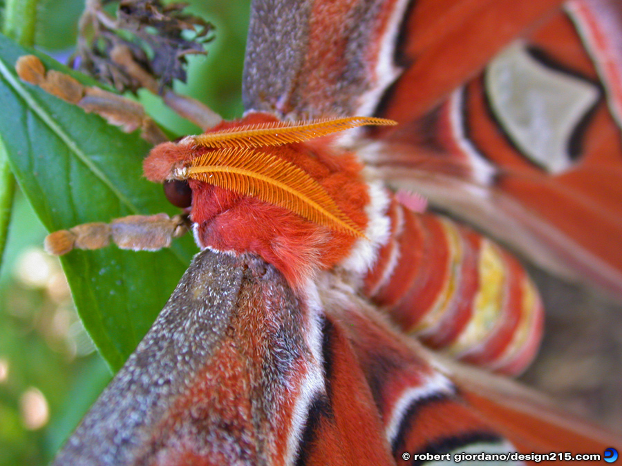 Nature Photography - Atlas Moth Macro