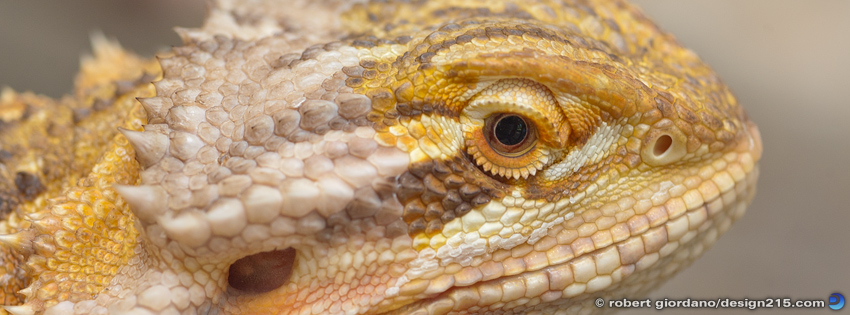 FREE Facebook Cover Photos - Dragon Macro