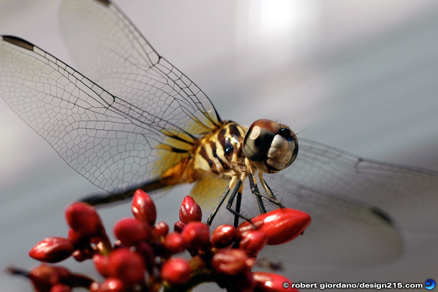 Nature Photography - Dragonfly