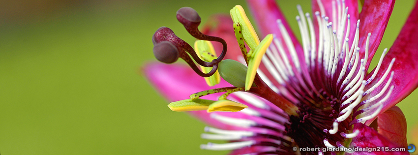 FREE Facebook Cover Photos - Interesting Flower