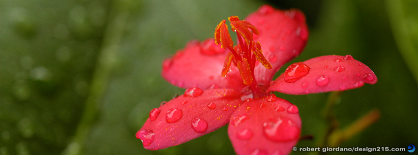 FREE Facebook Cover Photos - Red Flower in the Rain