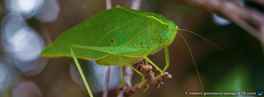 FREE Facebook Cover Photos - Green Leaf Insect