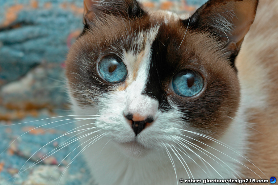 Nature Photography - Kitten with Blue Eyes