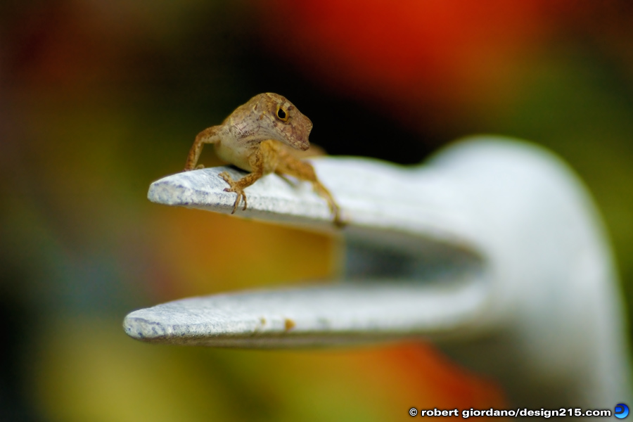 Nature Photography - Anole Lizard in a Garden