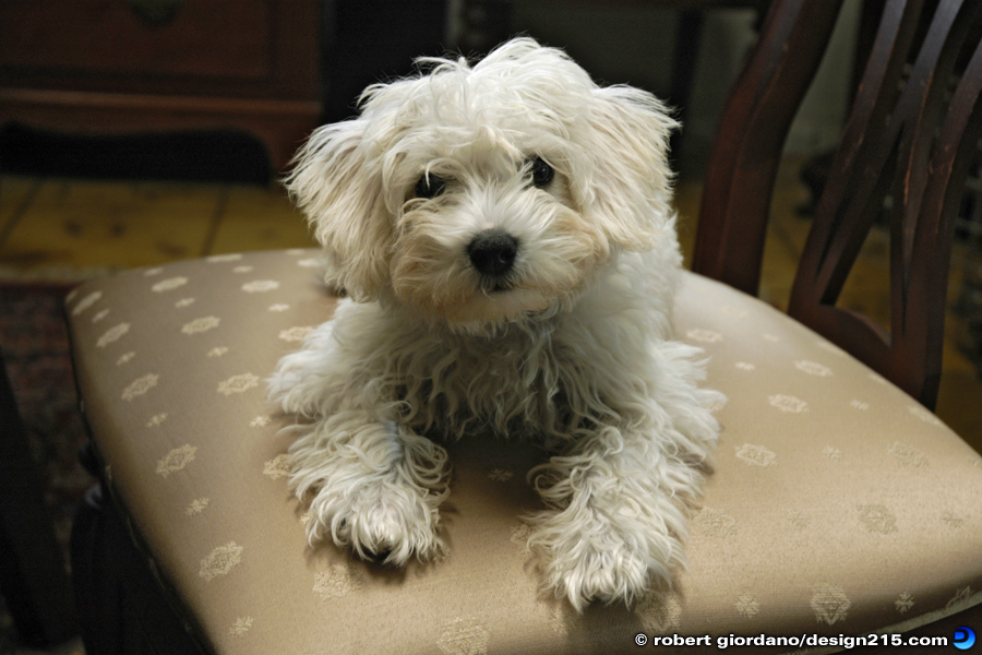 Nature Photography - Pet Dog, "Lola"