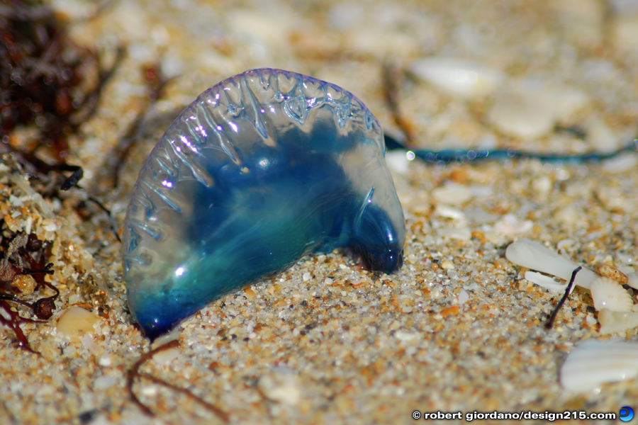 Nature Photography - Portuguese Man o' War