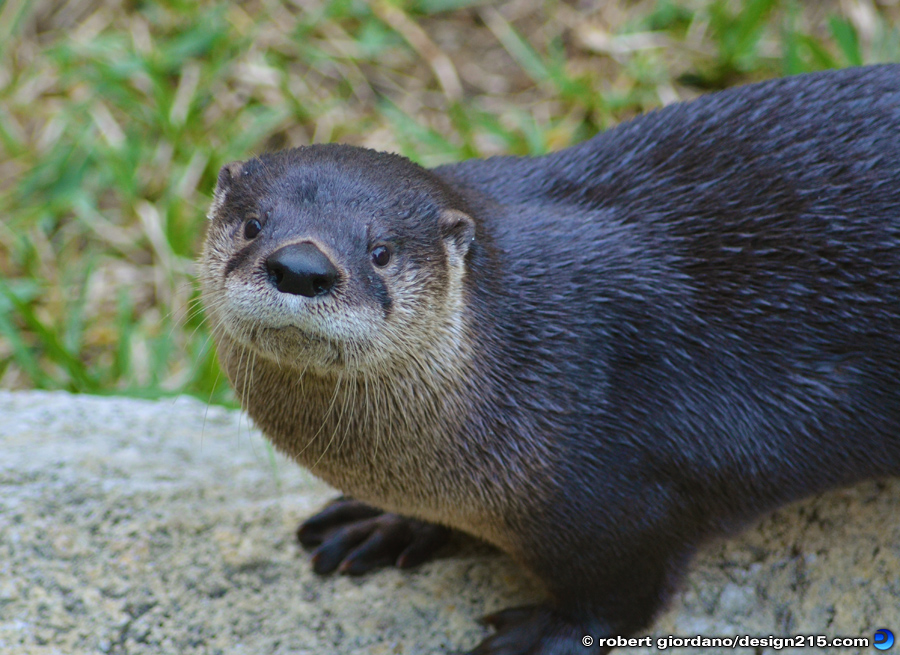 Nature Photography - Discovery Museum Otters