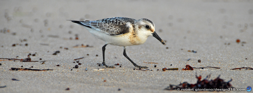 FREE Facebook Cover Photos - Sandpiper