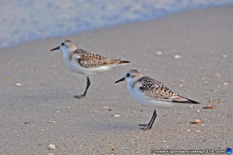 Nature Photography - Sandpipers