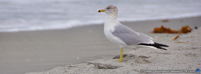 Free Facebook Cover Photos - Seagull, Hollywood Beach