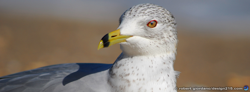 Free Facebook Cover Photos - Seagull Macro