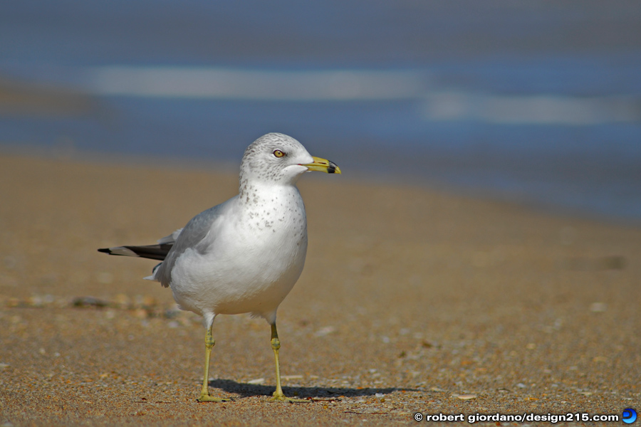 Nature Photography - Seagull on Fort Lauderdale Beach