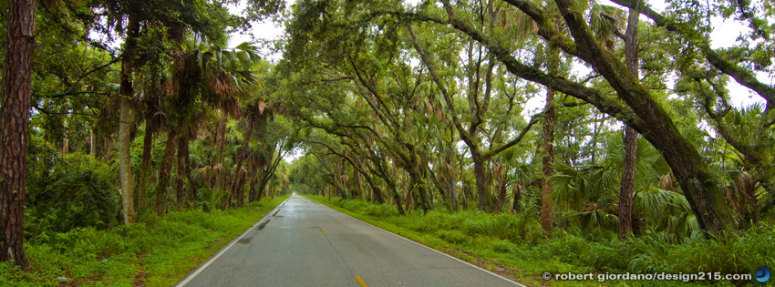 FREE Facebook Cover Photos - Swamp Road