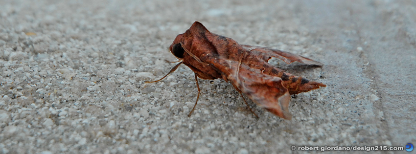 FREE Facebook Cover Photos - Camouflage Insect