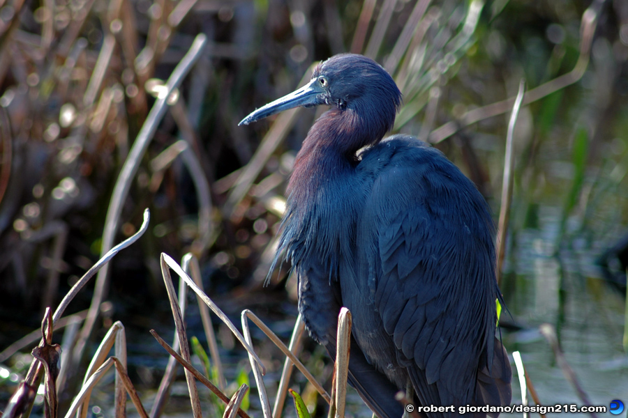 Nature Photography - Wakodahatchee Wetlands