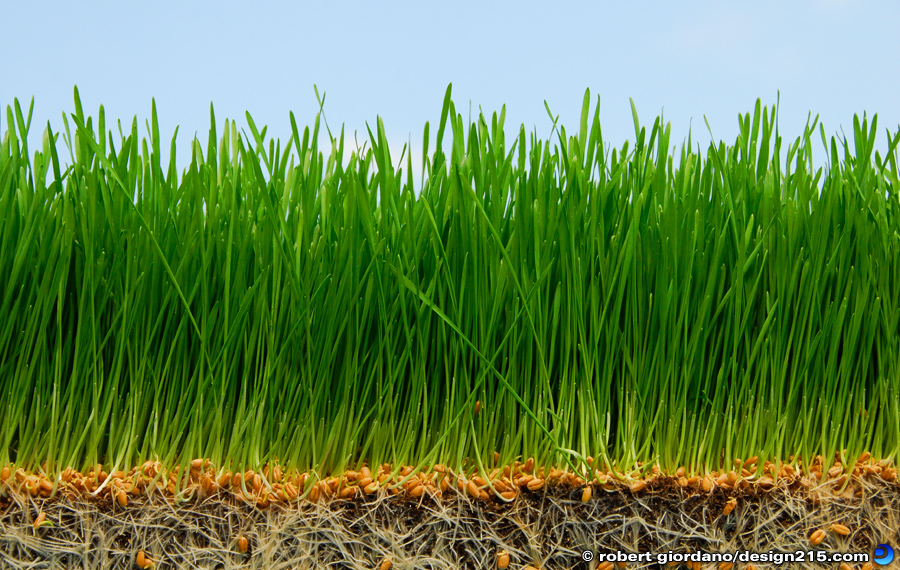 Food Photography - Wheatgrass