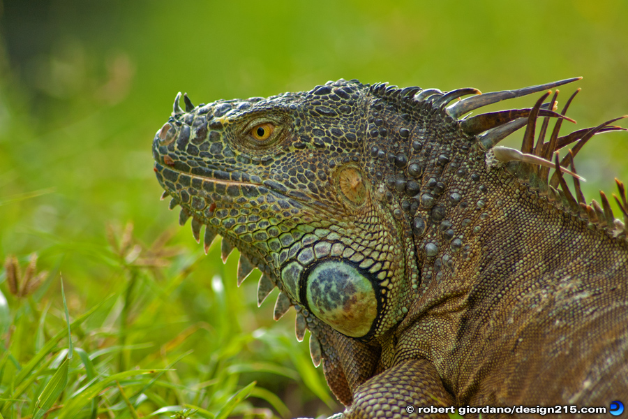 Nature Photography - Wild Iguana, South Florida