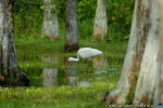 thumbnail of Design215.com/photos/nature/white_ibis