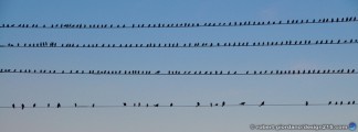 thumbnail of Design215.com/photos/facebook_covers/birds_on_wires
