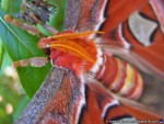thumbnail of Design215.com/photos/nature/atlas_moth