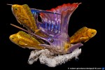 thumbnail of Design215.com/photos/products/david_wirth_art