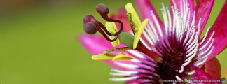 thumbnail of Design215.com/photos/facebook_covers/flower_macro4863