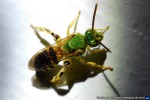 thumbnail of Design215.com/photos/nature/insect_macro1353