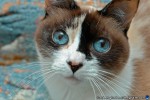 thumbnail of Design215.com/photos/nature/jens_kitten