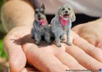 thumbnail of Design215.com/photos/conceptual/miniature_dogs