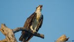 thumbnail of Design215.com/photos/nature/osprey_calling
