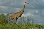 thumbnail of Design215.com/photos/nature/sandhill_crane