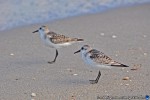 thumbnail of Design215.com/photos/nature/sandpipers