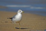 thumbnail of Design215.com/photos/nature/seagull_ft_laud