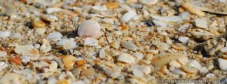 thumbnail of Design215.com/photos/facebook_covers/seashells7148
