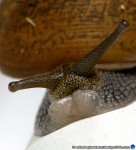 thumbnail of Design215.com/photos/nature/garden_snail