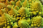 thumbnail of Design215.com/photos/food/heirloom_broccoli