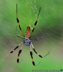 thumbnail of Design215.com/photos/nature/silk_spider