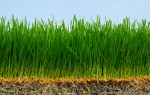 thumbnail of Design215.com/photos/food/wheatgrass
