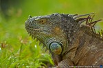 thumbnail of Design215.com/photos/nature/wild_iguana