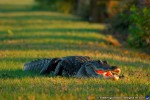 thumbnail of Design215.com/photos/nature/florida_alligator